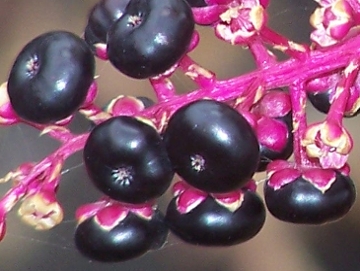Phytolacca americana / Fitolacca, Cremesina, Uva-turca